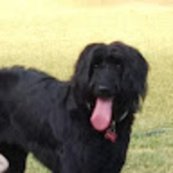 Meet your Posher, Zoe - Picture 1 of 1